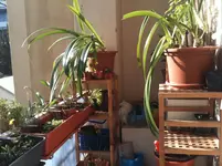 balkon APRIL 21.webp