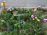 baumAPRIL18a.webp