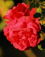 IMG_4263.webp