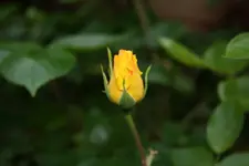 Gelbe Rose.webp