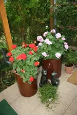 Geranien Rosa & Rot.webp
