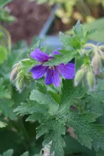Geranium.webp