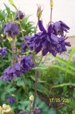 100_2796.webp