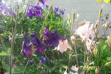 100_2798.webp