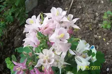 100_2805.webp