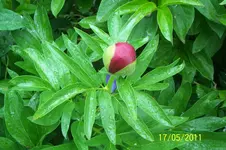 100_2810.webp