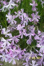 100_2816.webp