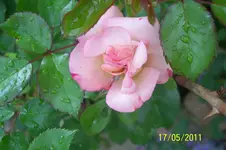 100_2819.webp