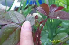 100_2818.webp