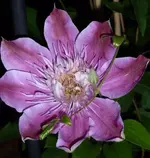 Clematis.webp