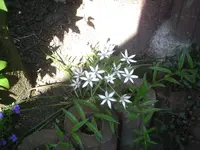 Milchstern.webp