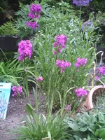Pechnelke.webp