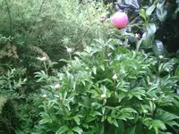 Pfingstrose2.webp