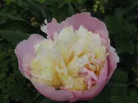 IMG_2613_1067x800.webp