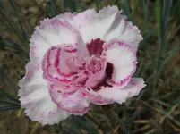 IMG_nelke feuerhexe_1067x800.webp