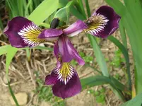 IMG_2612_1067x800.webp