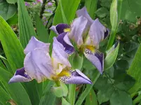 IMG_apfelbaum_1067x800.webp