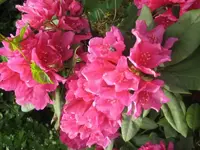Rhodedendron Pink.webp