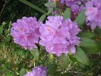 Rhode lila.webp