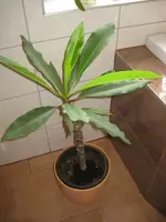 Plumeria 1.webp