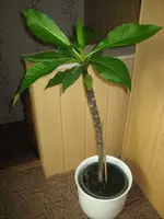 Plumeria 2.webp