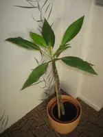 Plumeria 3.webp