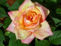 CIMG6532.webp