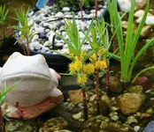 Sumpfgoldfelberich_kleiner.webp
