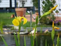Wasserschwertlilie_kleiner.webp
