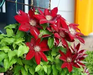 Rebecca_kleiner.webp