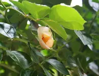 erste Blüte_kleiner.webp
