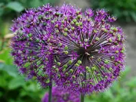 Purple Sensation im Abblühen_kleiner.webp