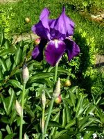 SDC13624.webp