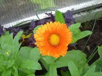 PICT0062.webp