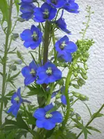 PICT0057.webp