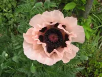 ersterMohn.webp