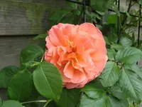 Westerland1.webp