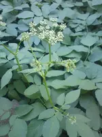 DSC01028.webp
