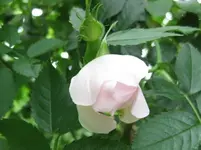 Buschrose.webp