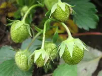 Erdbeeren.webp