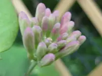 Geißblatt.webp
