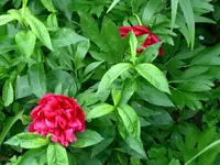 PICT0024.webp