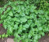 Kartoffeln.webp