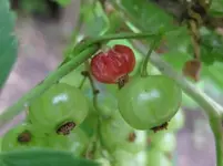 Johannisbeere.webp