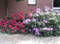 PICT0025.webp