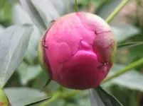 Pfingstrose (2).webp
