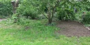 Rasen.webp