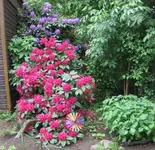 Rhododendron.webp