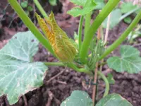 Zucchini.webp