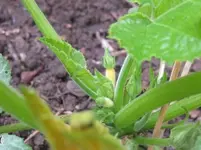 Zucchini (2).webp
